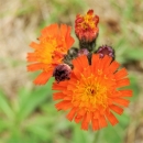 Oranžová