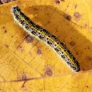 Housenka běláska zelného